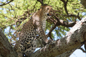 Africa Through My Lens: Photo by Author Suanne Schafer