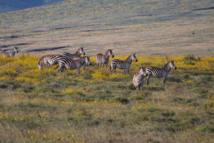 Africa Through My Lens: Photo by Author Suanne Schafer