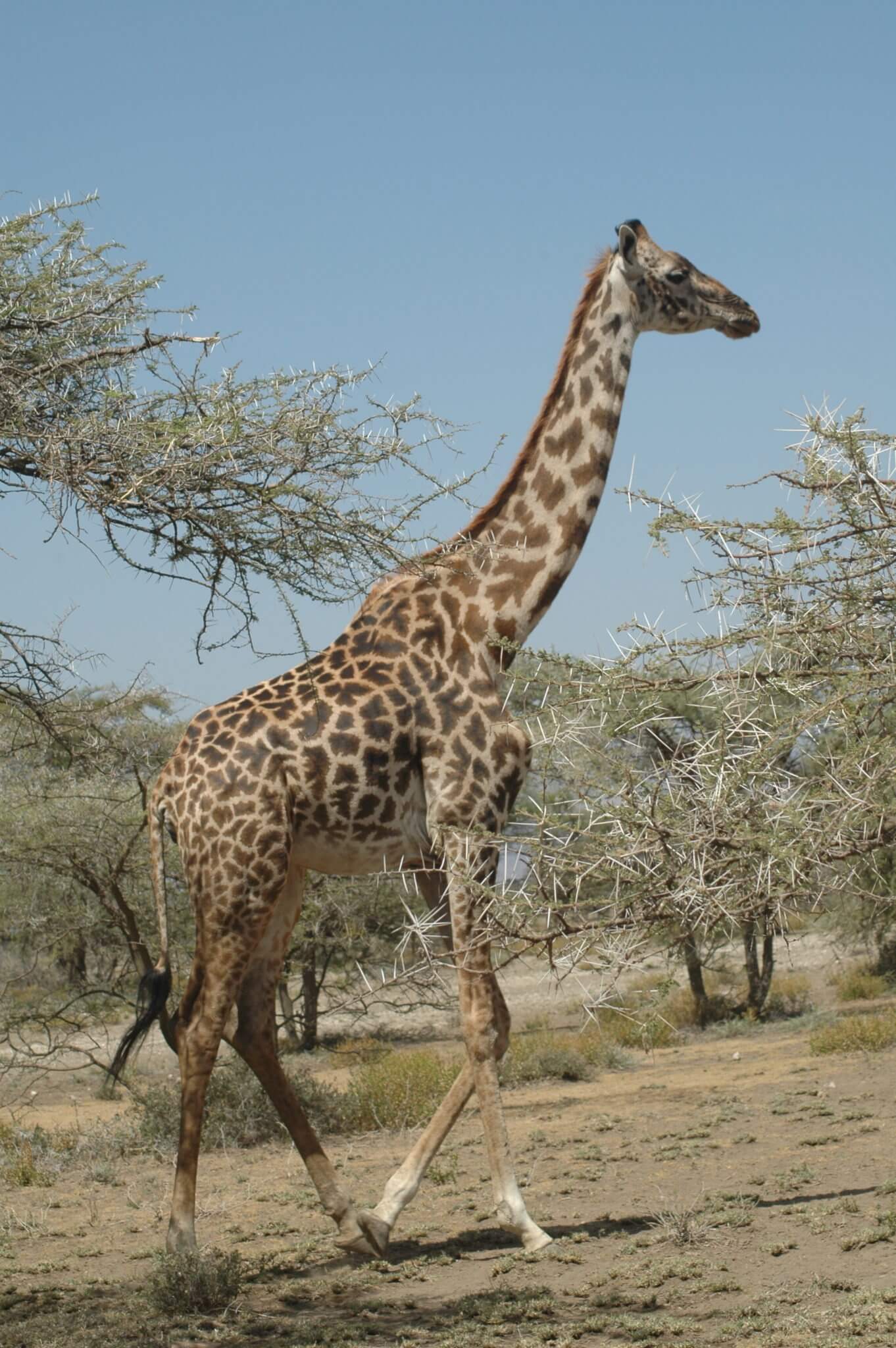west with giraffes by lynda rutledge